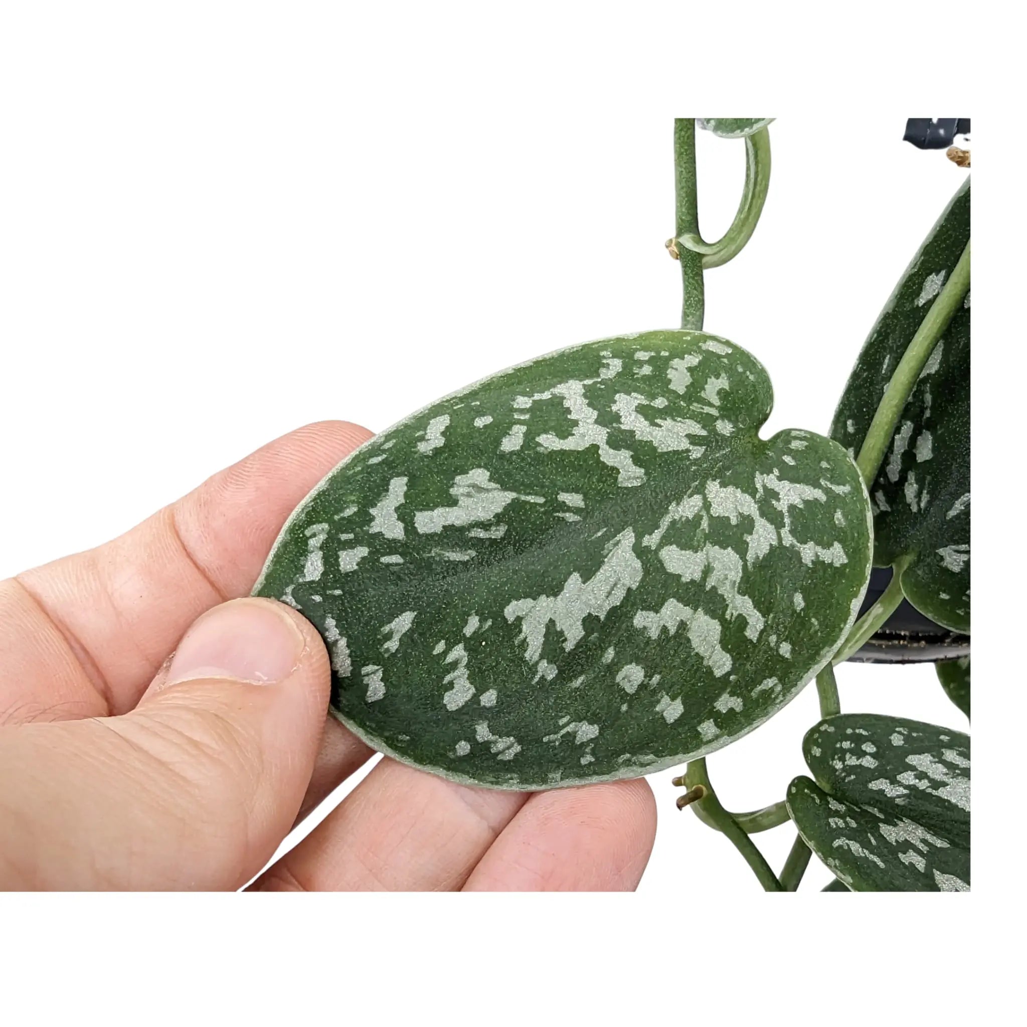 Scindapsus Pictus Argyraeus - Satin Pothos Hanging Plant Leaf Culture