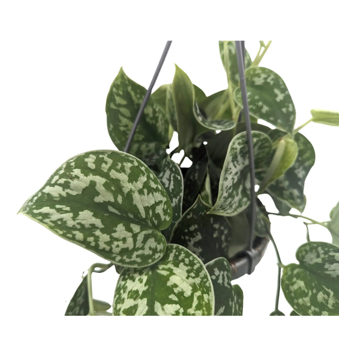 Scindapsus Pictus Argyraeus - Satin Pothos Hanging Plant Leaf Culture