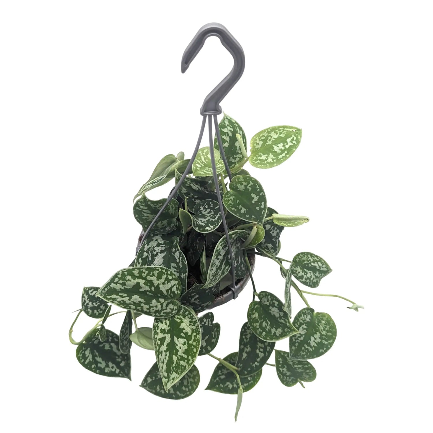 Scindapsus Pictus Argyraeus - Satin Pothos Hanging Plant Leaf Culture