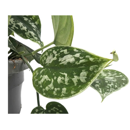 Scindapsus Pictus Argyraeus - Satin Pothos Hanging Plant Leaf Culture