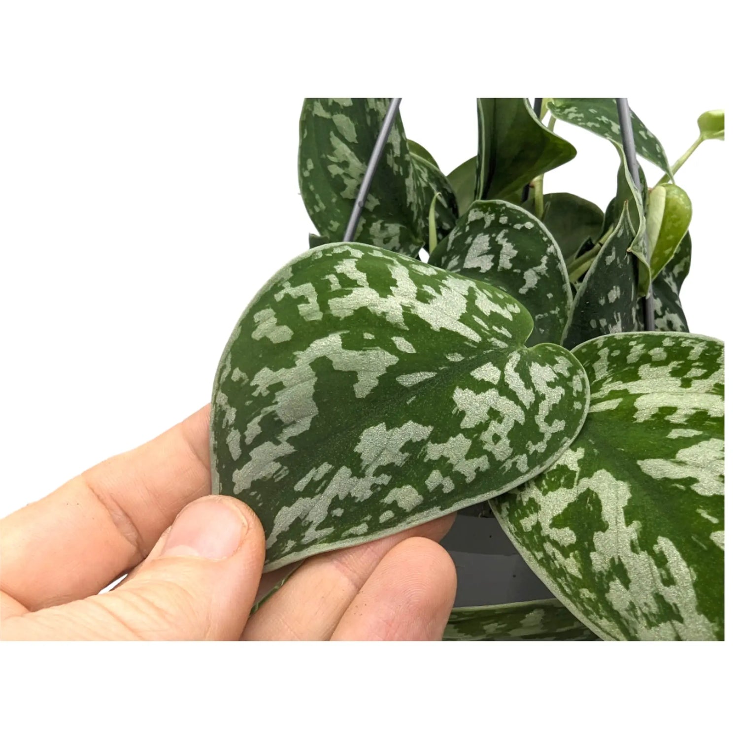 Scindapsus Pictus Argyraeus - Satin Pothos Hanging Plant Leaf Culture