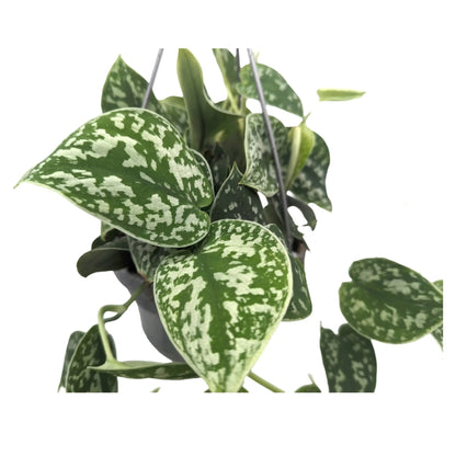 Scindapsus Pictus Argyraeus - Satin Pothos Hanging Plant Leaf Culture