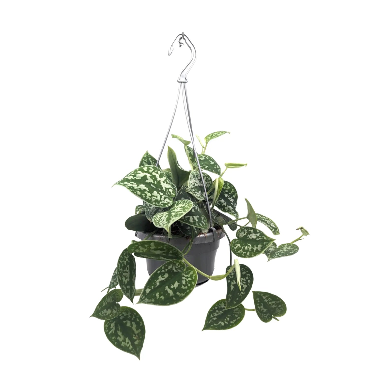 Scindapsus Pictus Argyraeus - Satin Pothos Hanging Plant Leaf Culture