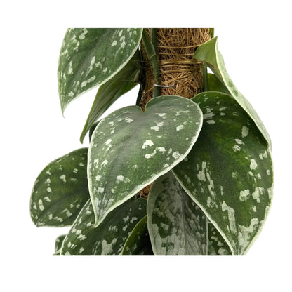 Scindapsus Pictus Silvery Ann | Satin Pothos Leaf Culture