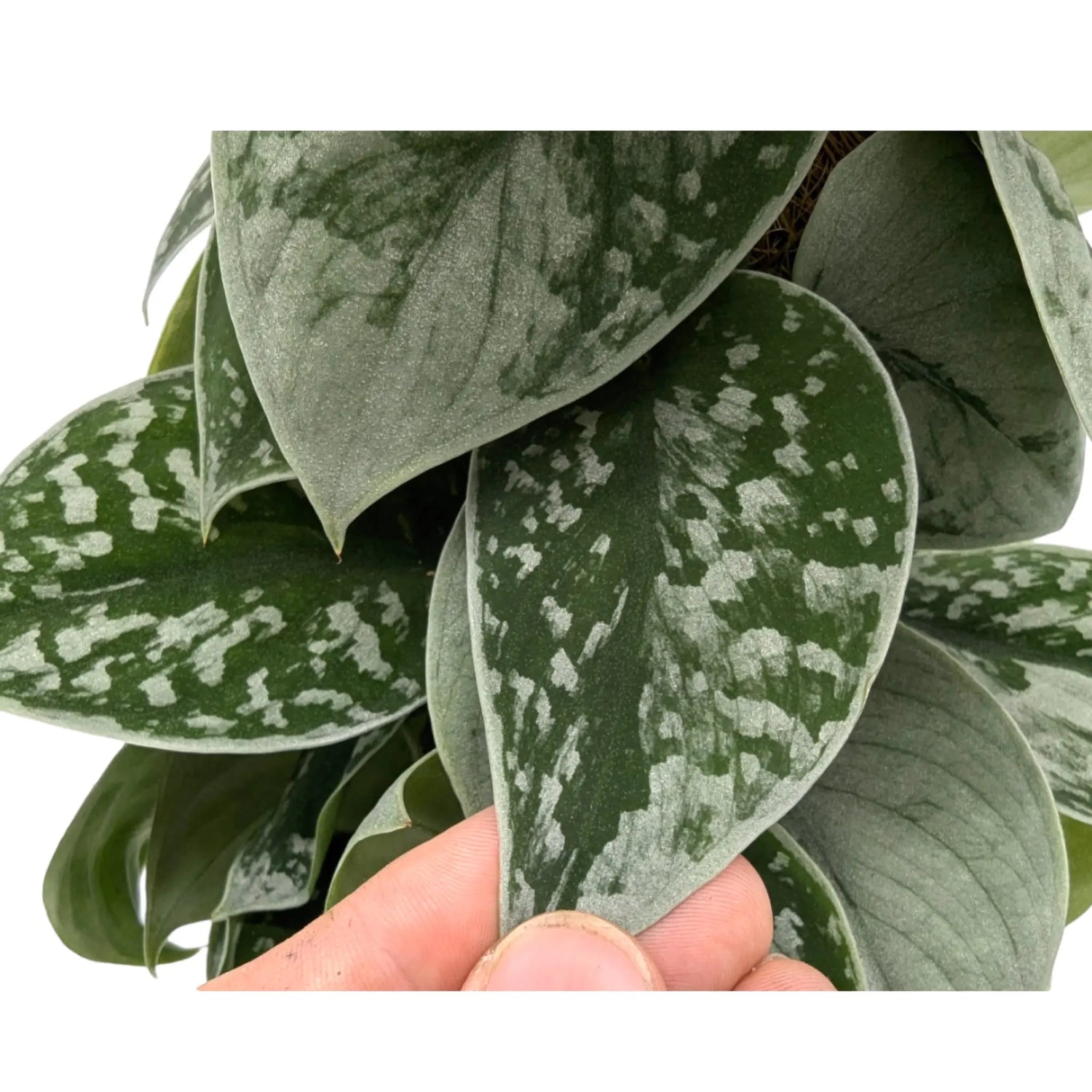 Scindapsus Pictus Silvery Ann | Satin Pothos Leaf Culture