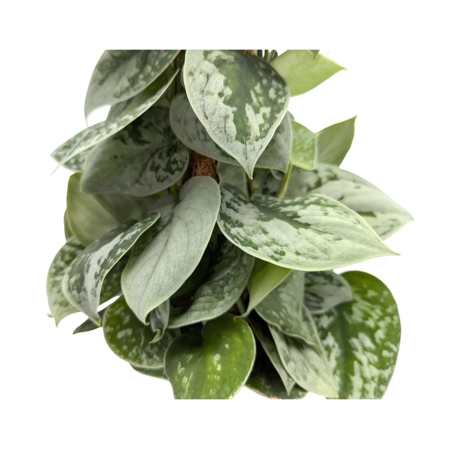 Scindapsus Pictus Silvery Ann | Satin Pothos Leaf Culture