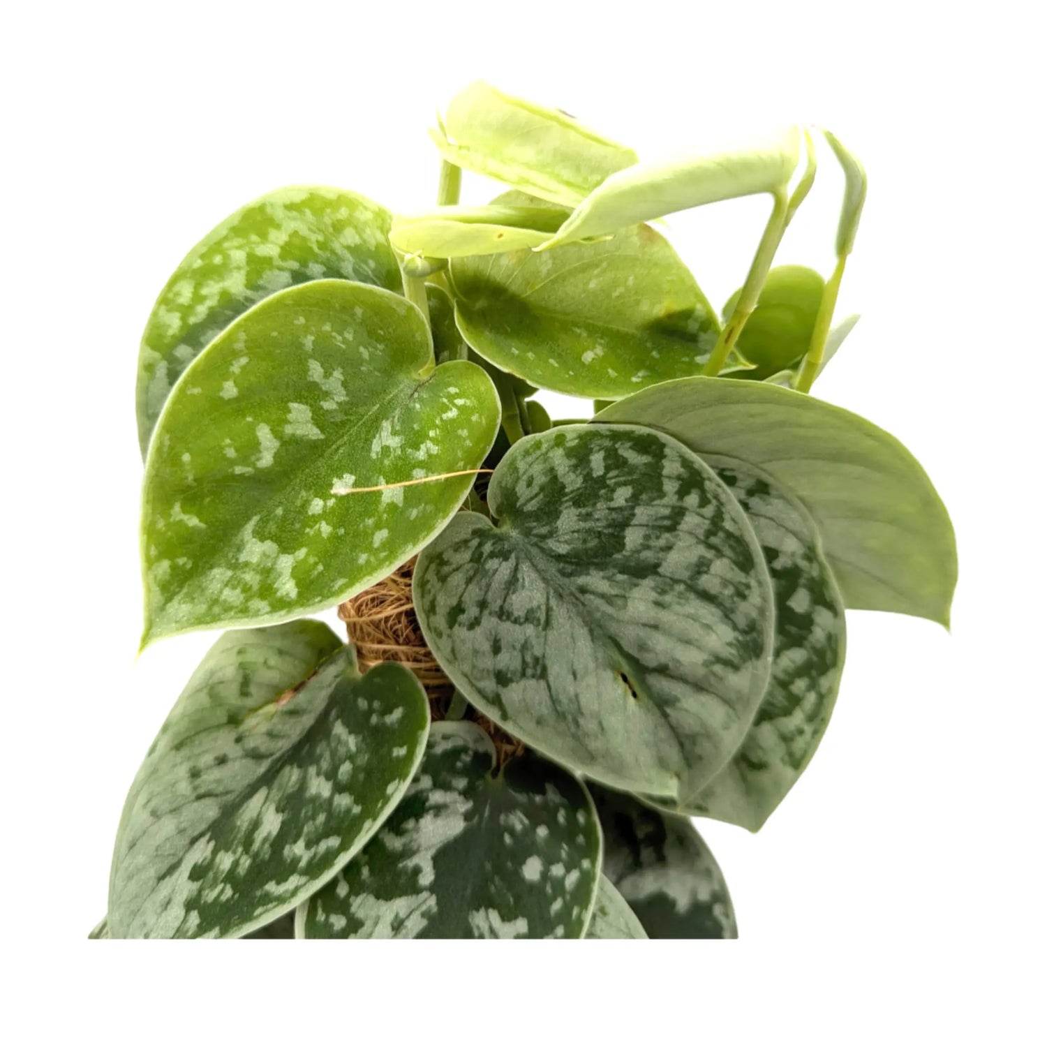 Scindapsus Pictus Silvery Ann | Satin Pothos Leaf Culture