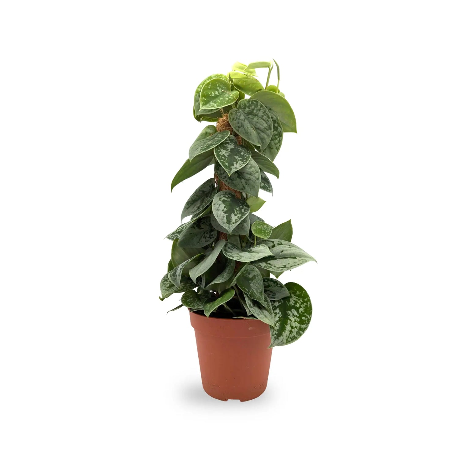 Scindapsus Pictus Silvery Ann | Satin Pothos Leaf Culture