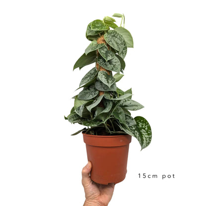 Scindapsus Pictus Silvery Ann | Satin Pothos Leaf Culture