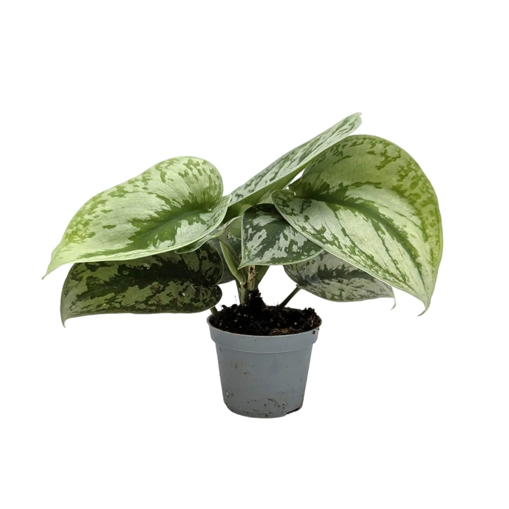 Scindapsus Pictus | Satin Pothos_1_main