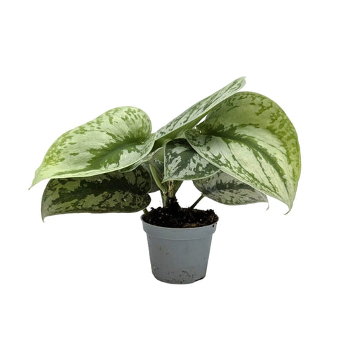 Scindapsus Pictus | Satin Pothos Leaf Culture