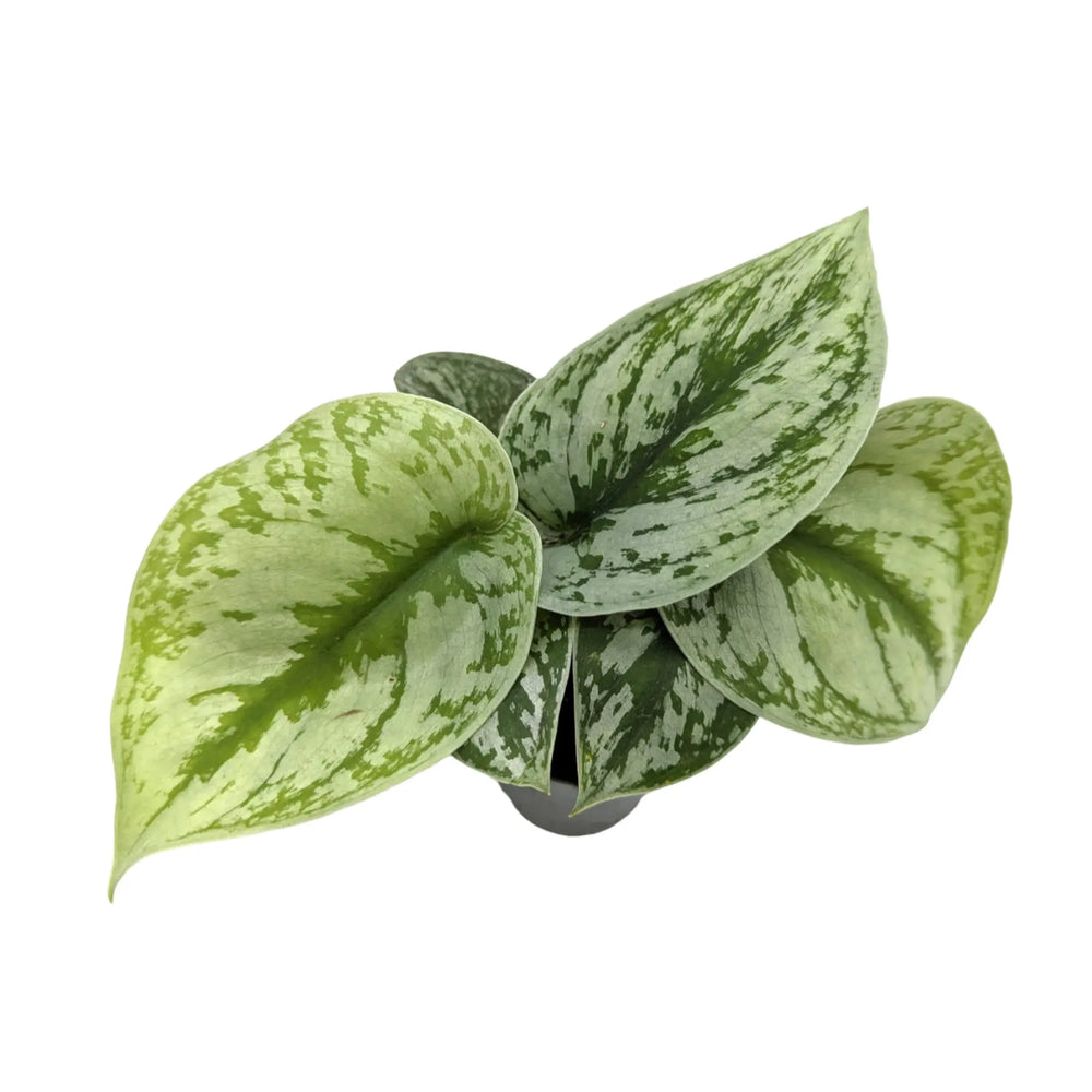 Scindapsus Pictus | Satin Pothos_2_main