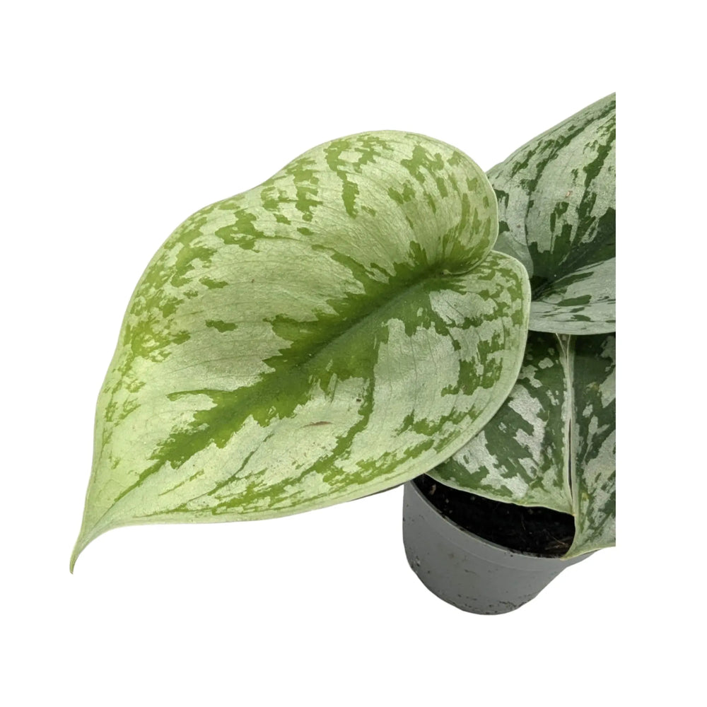 Scindapsus Pictus | Satin Pothos_3_main
