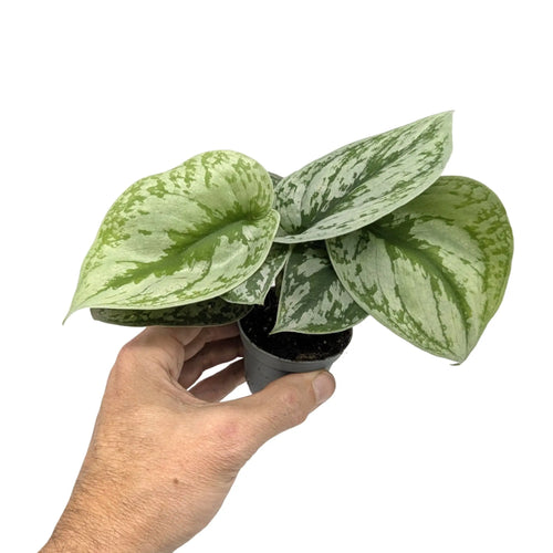 Scindapsus pictus Argyraeus - Satin Pothos