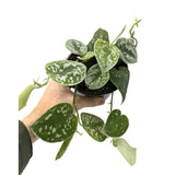 Scindapsus pictus Argyraeus - Satin Pothos