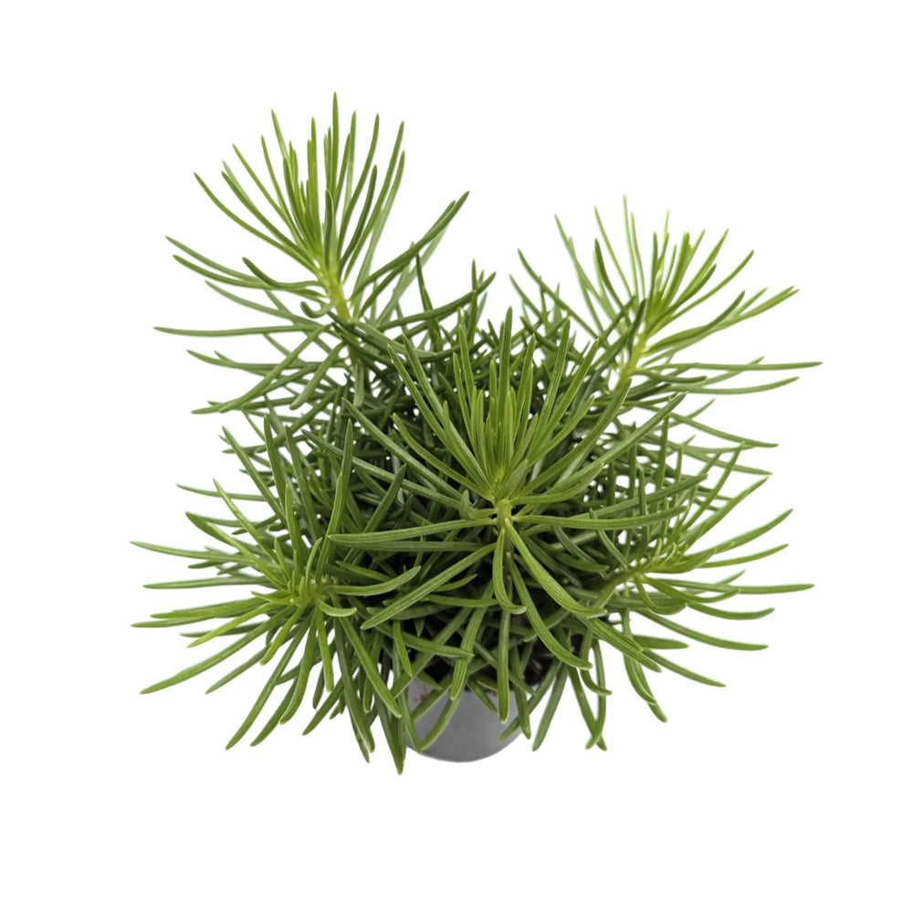 Senecio Himalaya | Himalaya Groundsel_2_thumb
