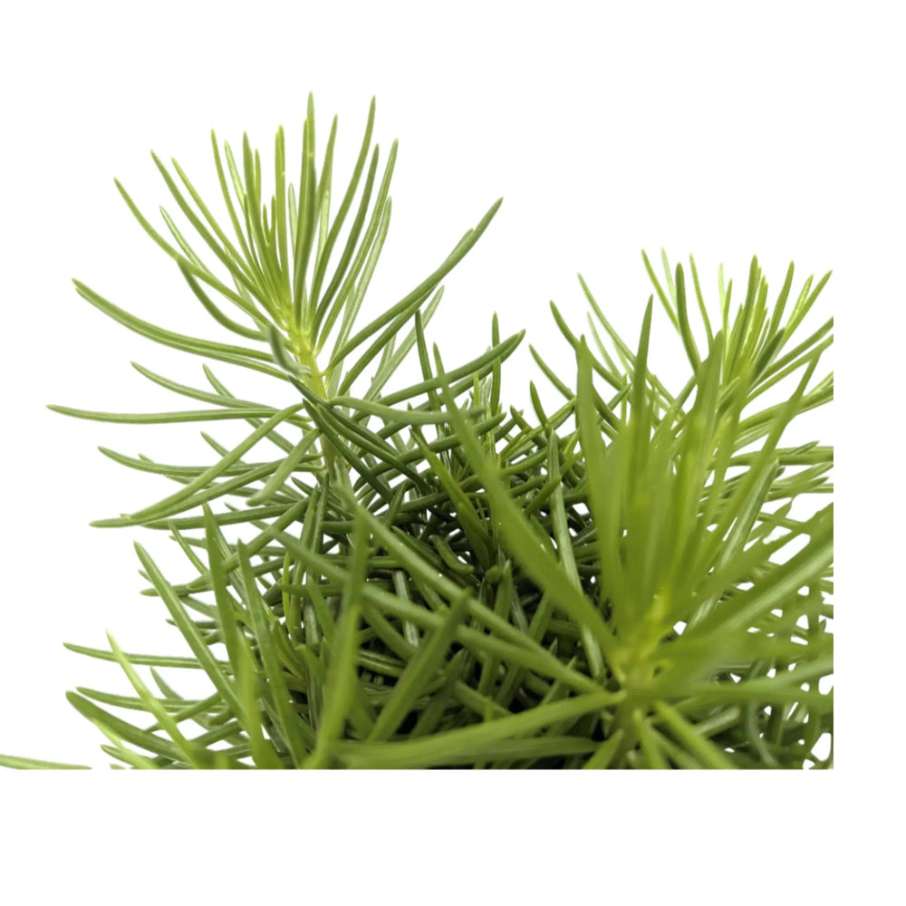 Senecio Himalaya | Himalaya Groundsel_3_thumb