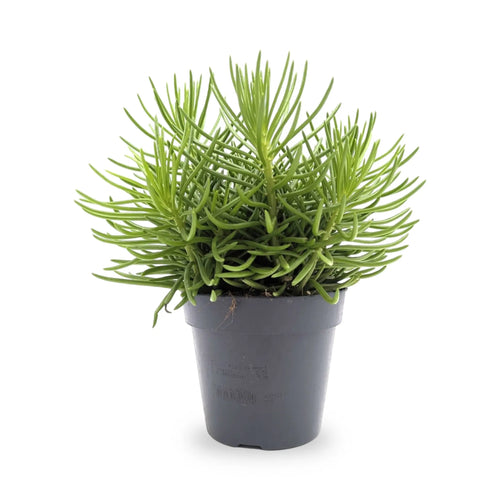 Senecio Himalaya Leaf Culture