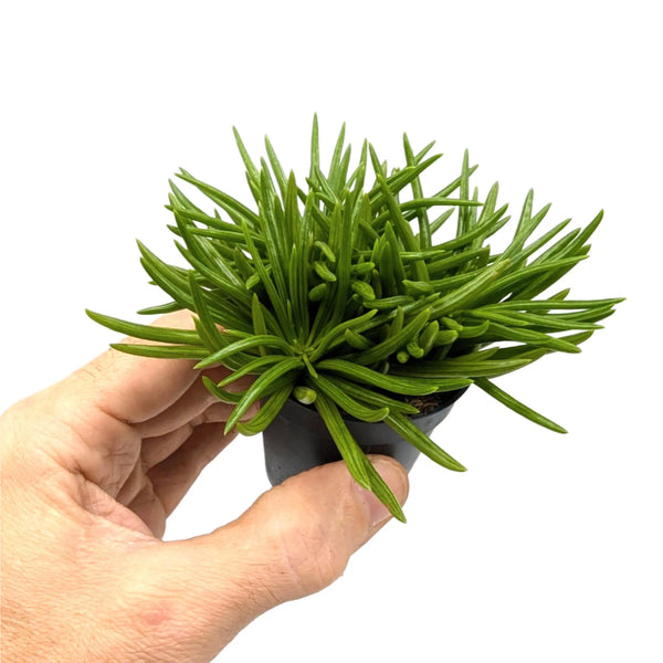 Senecio Himalaya | Mini Planta Natural De Interior | Pur Plant - Verde En Casa