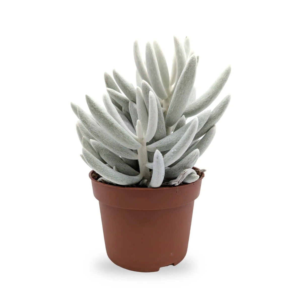 Senecio Mont Blanc | Silver Coral (Copy) Leaf Culture