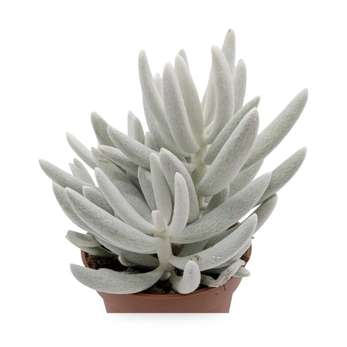 Senecio Mont Blanc | Silver Coral (Copy) Leaf Culture