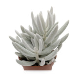 Senecio Mont Blanc | Silver Coral (Copy) Leaf Culture