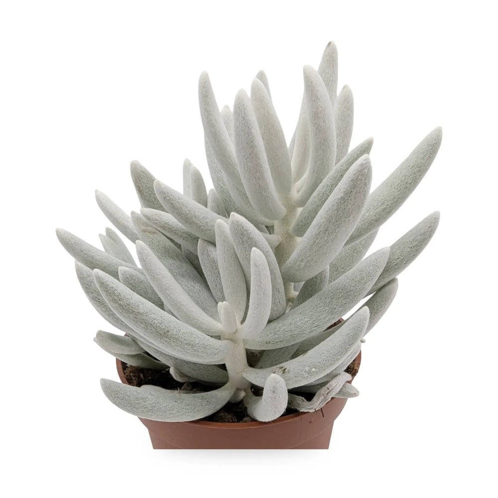 Senecio Mont Blanc_2_main