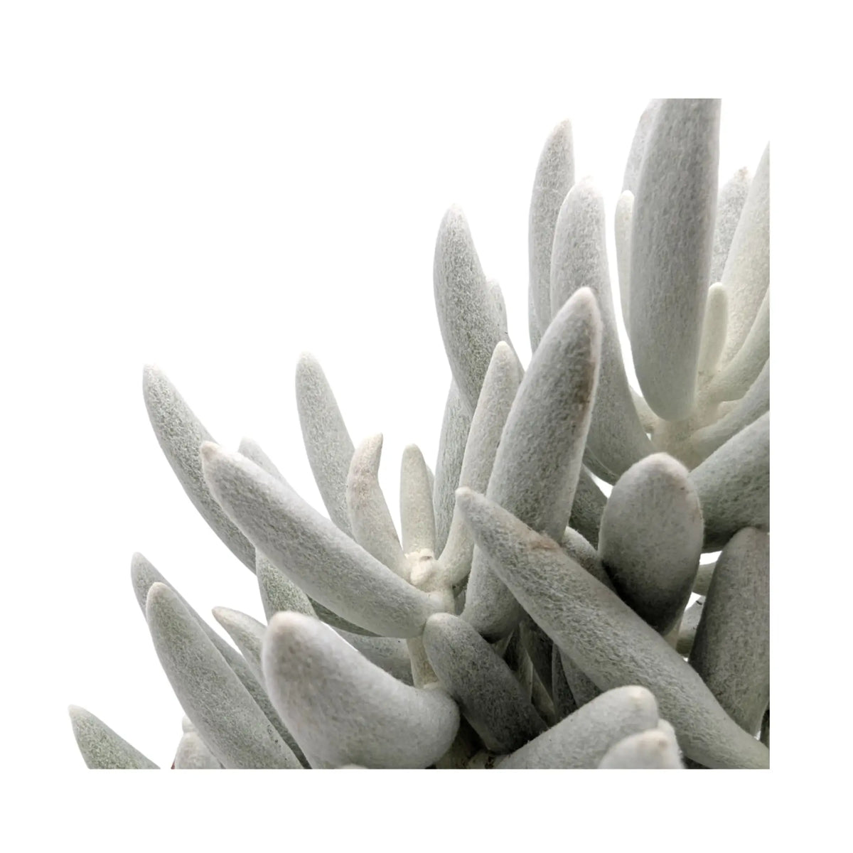 Senecio Mont Blanc | Silver Coral (Copy) Leaf Culture