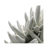 Senecio Mont Blanc | Silver Coral (Copy) Leaf Culture