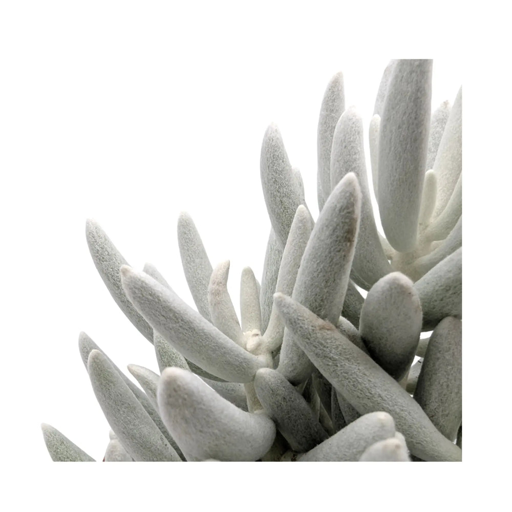Senecio Mont Blanc_3_main