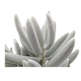 Senecio Mont Blanc | Silver Coral (Copy) Leaf Culture