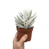 Senecio Mont Blanc | Silver Coral (Copy) Leaf Culture