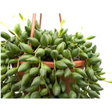 Senecio herreianus Leaf Culture