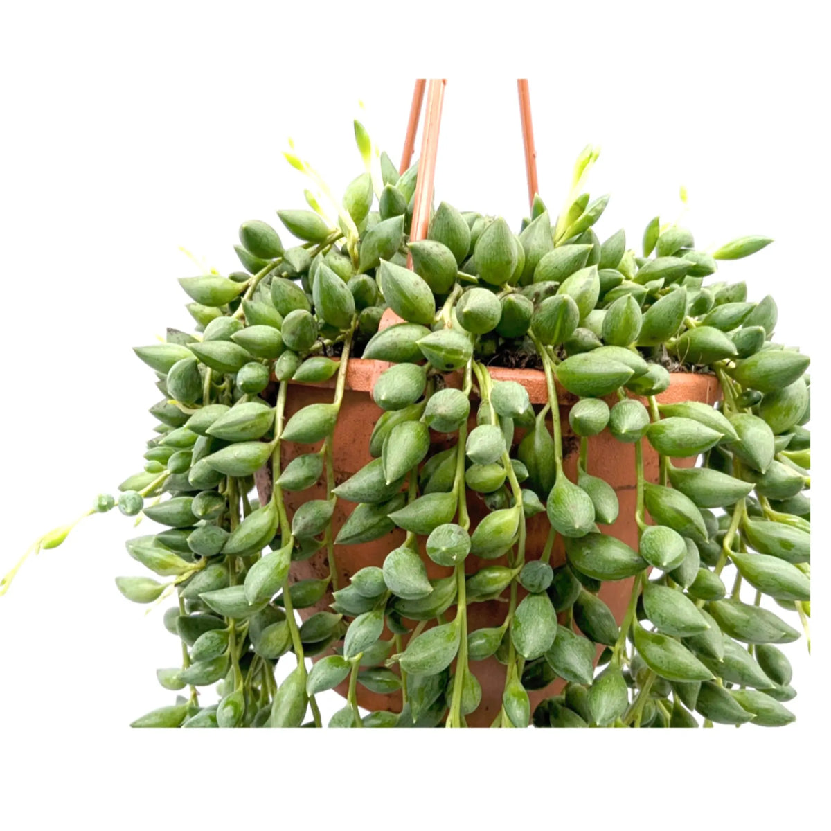 Senecio herreianus Leaf Culture