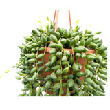 Senecio herreianus Leaf Culture