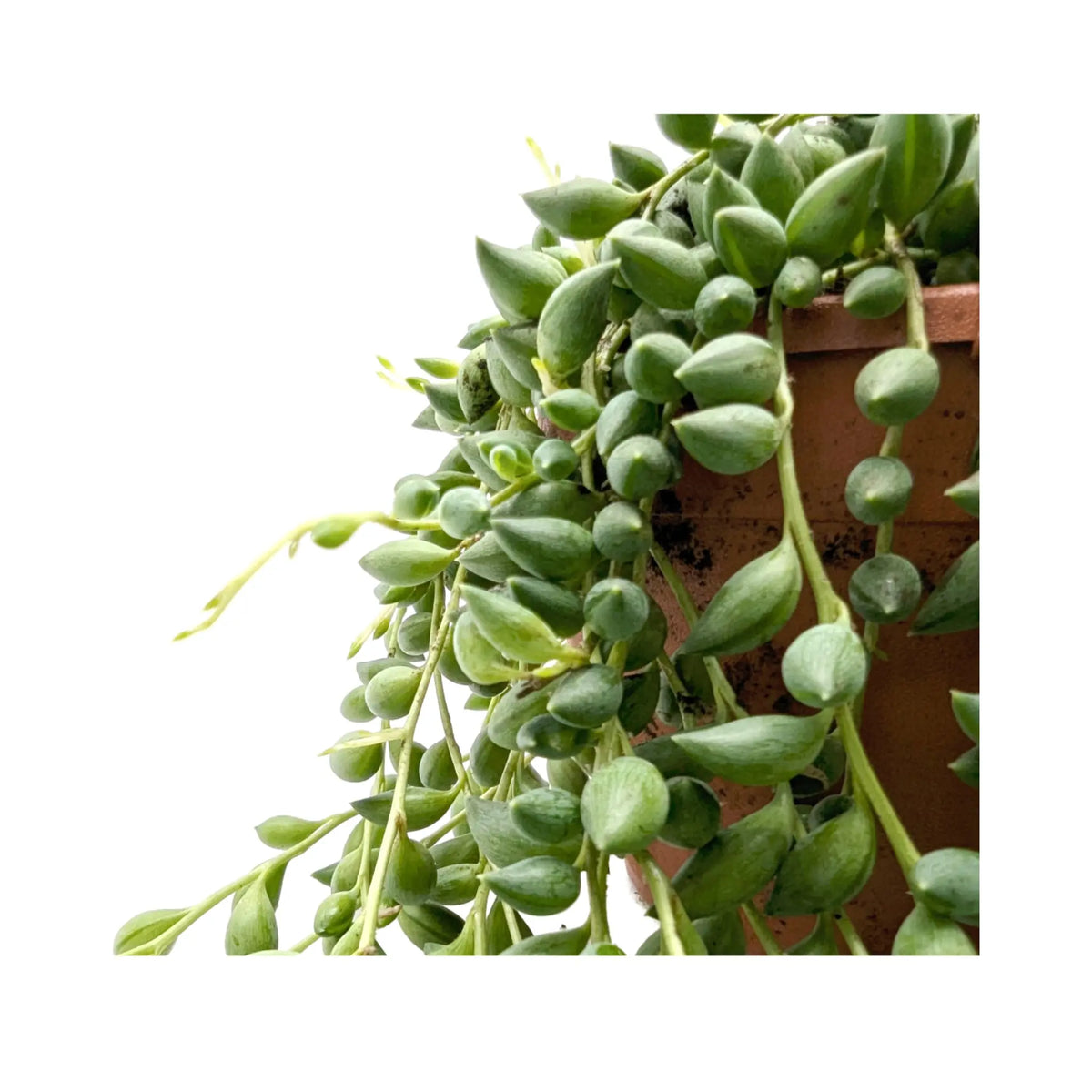 Senecio herreianus Leaf Culture