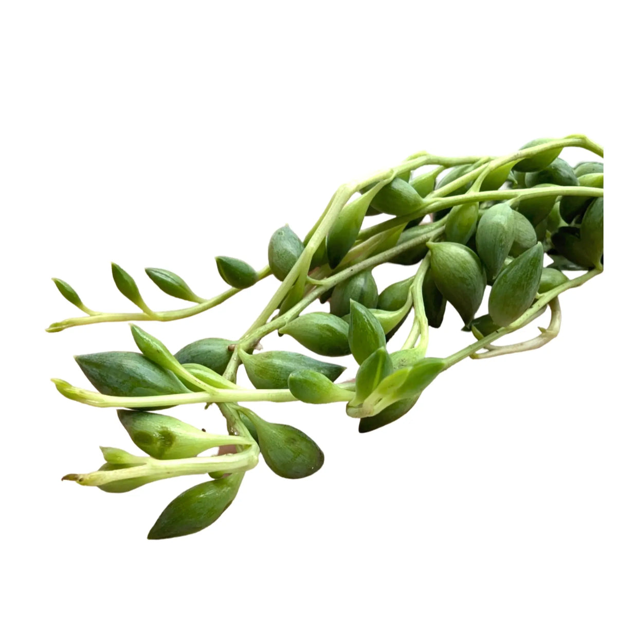 Senecio herreianus Leaf Culture