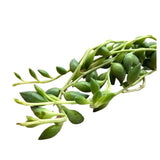 Senecio herreianus Leaf Culture