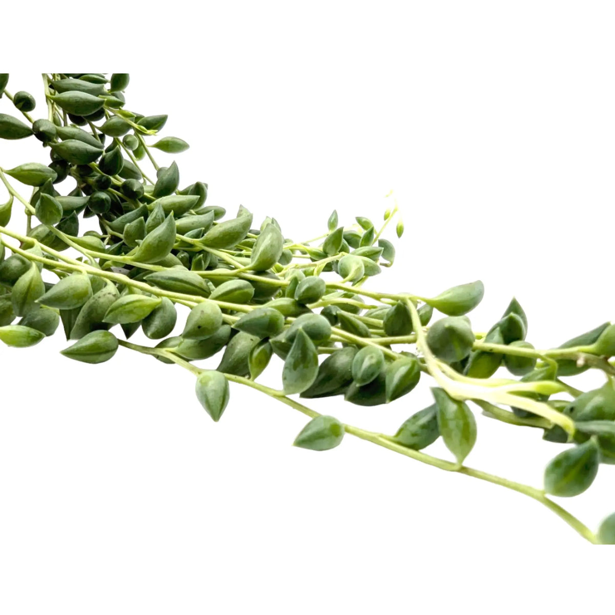 Senecio herreianus Leaf Culture