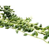 Senecio herreianus Leaf Culture