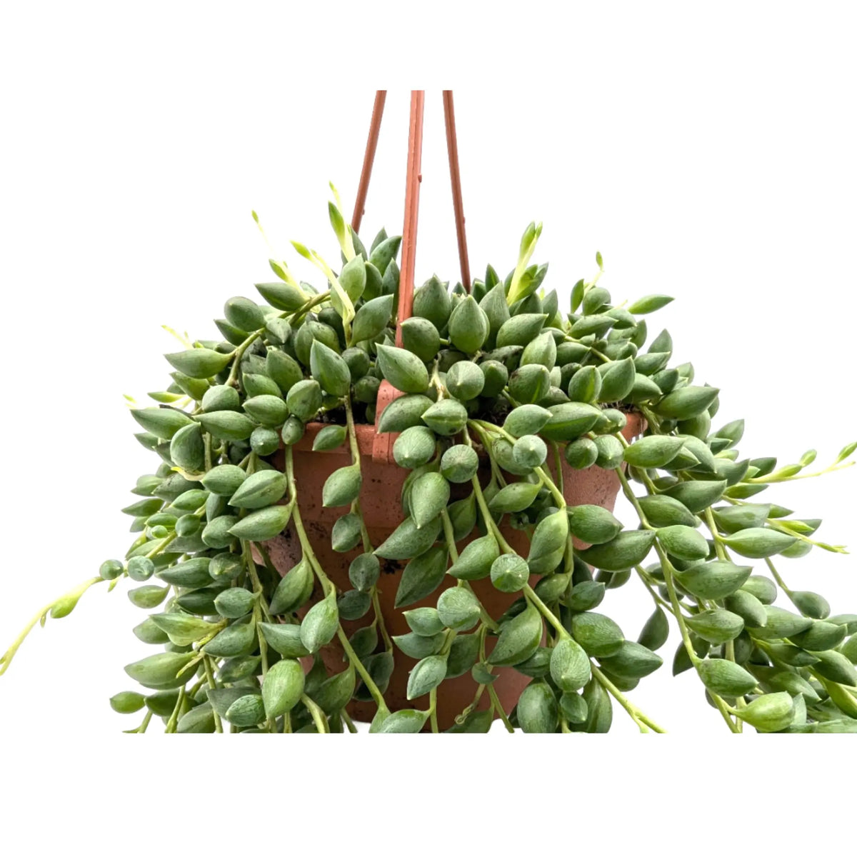 Senecio herreianus Leaf Culture