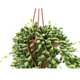 Senecio herreianus Leaf Culture