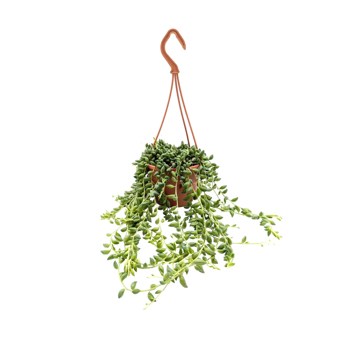 Senecio herreianus Leaf Culture