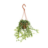 Senecio herreianus Leaf Culture