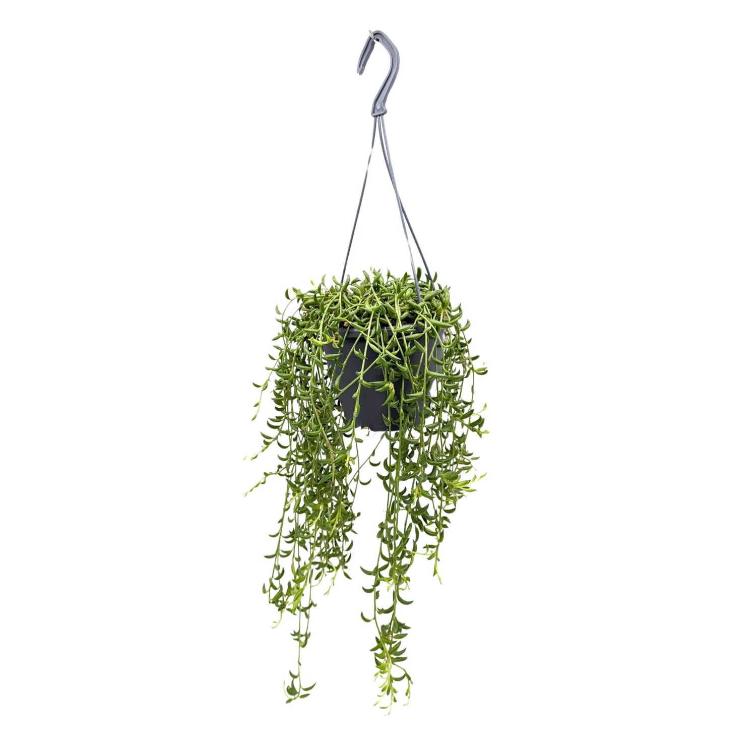 Senecio herreianus - String of Bananas Hanging Plant Leaf Culture