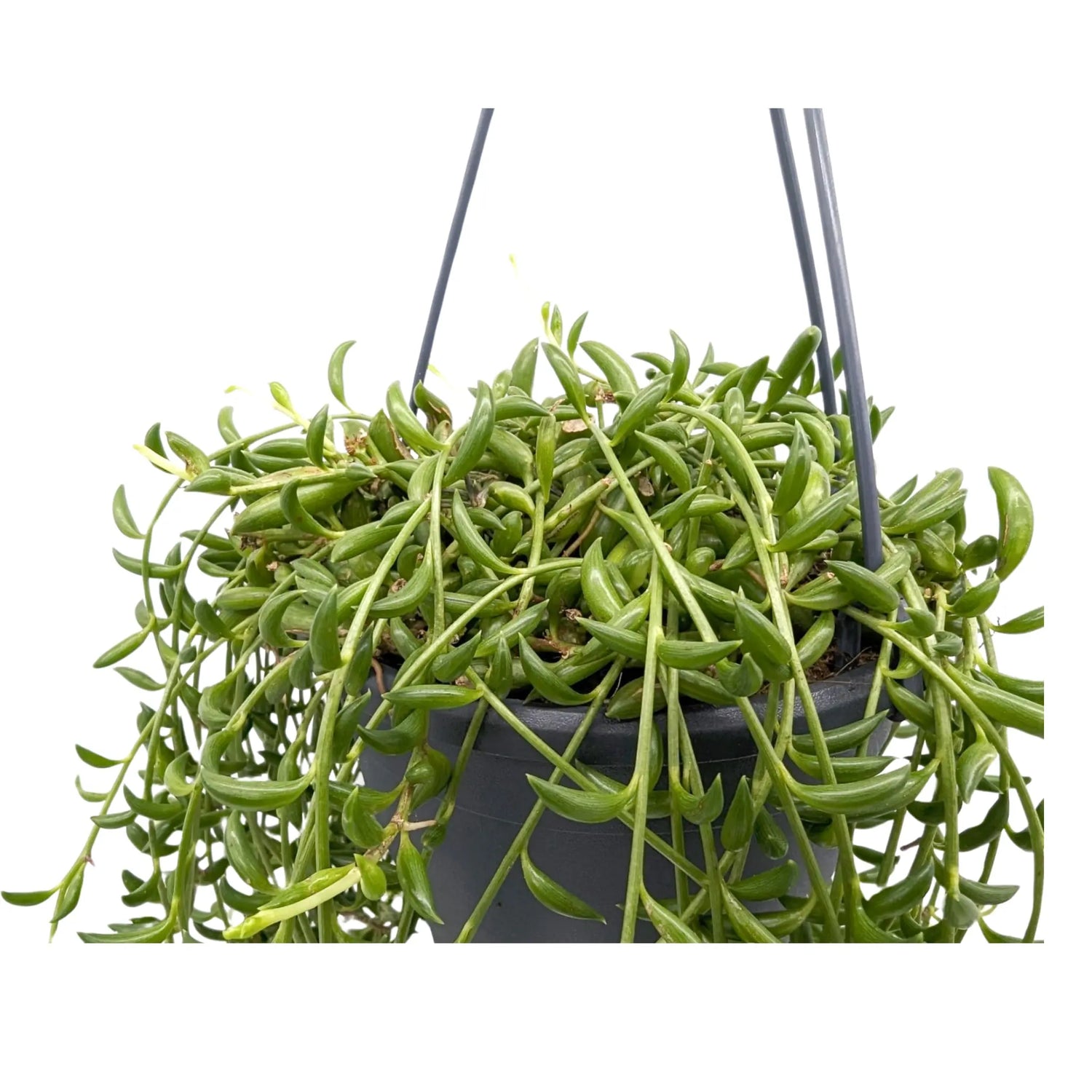 Senecio herreianus - String of Bananas Hanging Plant Leaf Culture