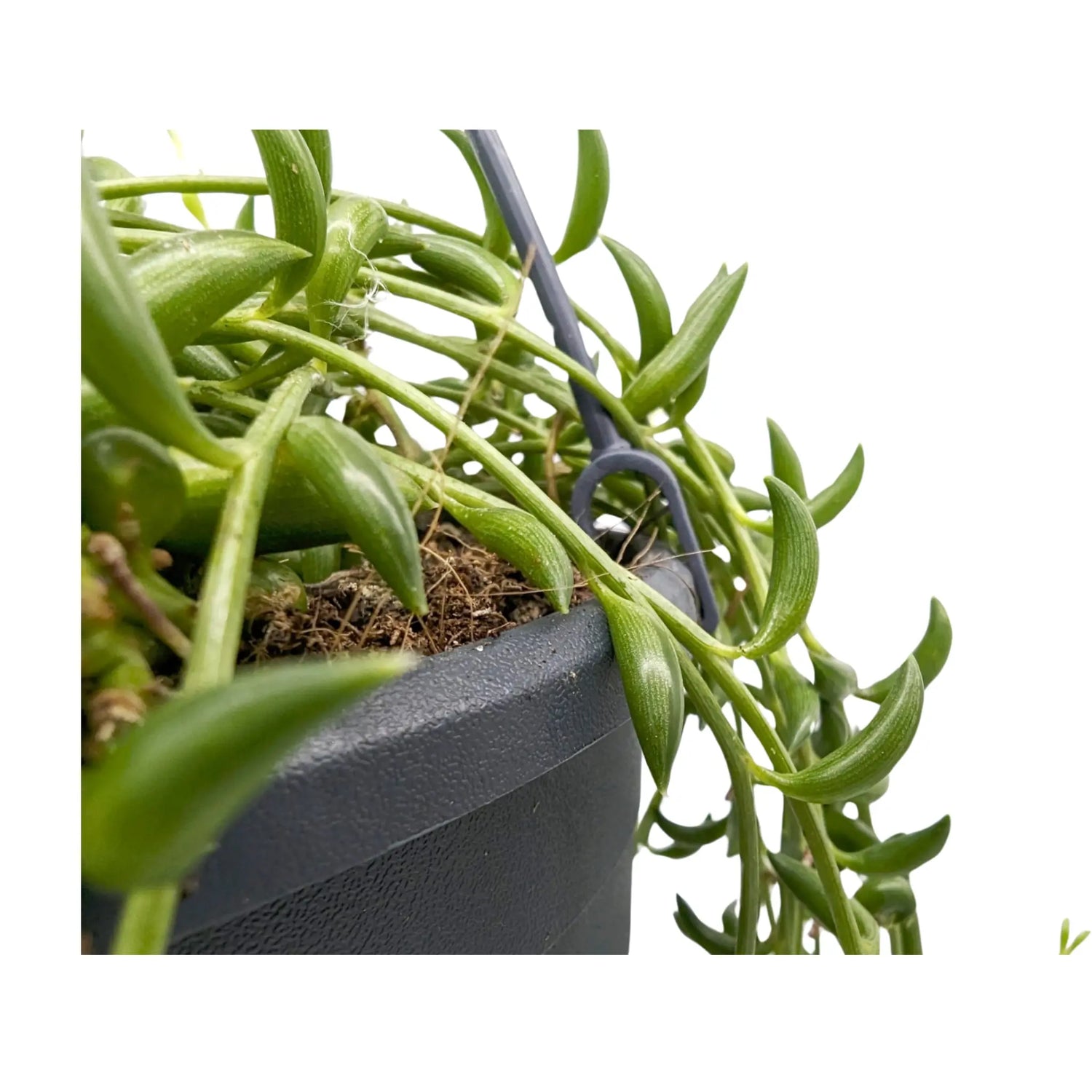 Senecio herreianus - String of Bananas Hanging Plant Leaf Culture