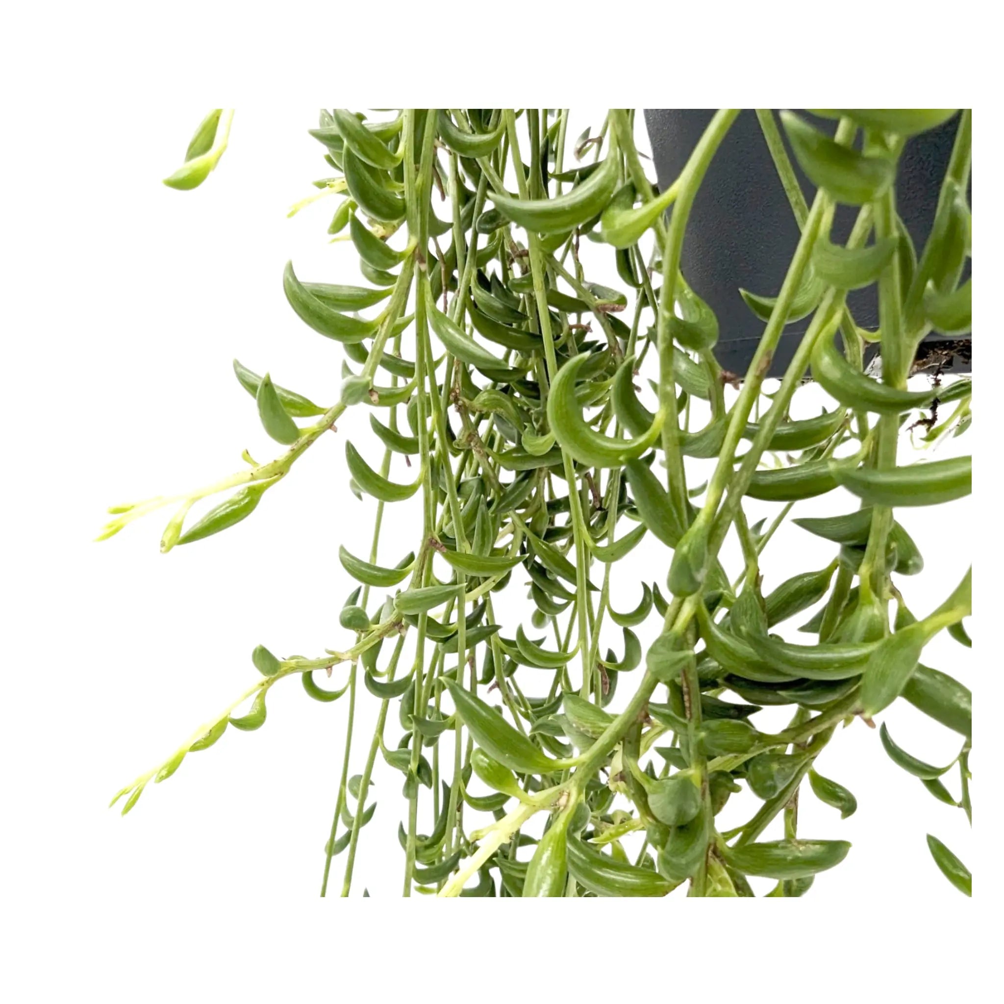 Senecio herreianus - String of Bananas Hanging Plant Leaf Culture