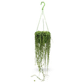 Senecio rowleyanus  - String of Pearls Hanging Plant Leaf Culture