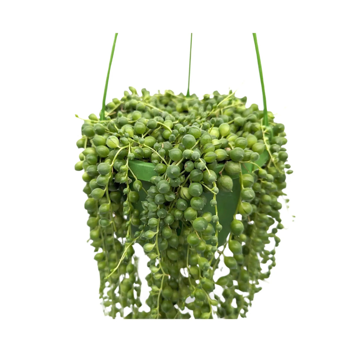 Senecio rowleyanus  - String of Pearls Hanging Plant Leaf Culture